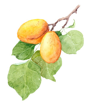 Apricot fruit branch, Watercolor illustration