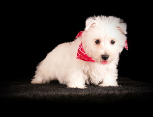 West Highland White Terrier en studio