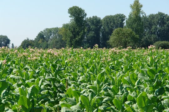 Tabakpflanze Tabakfeld Tabakbl&uuml;te Tabak Zigarette Tabac Rauch