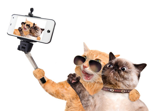 Cats taking a selfie with a smartphone