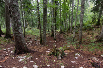 path in green pinetrees forest