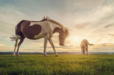 Naklejka na ściany i meble Horses on the field grass with sunset vintage tone