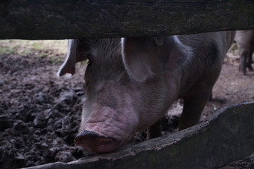 Schweineschnauze