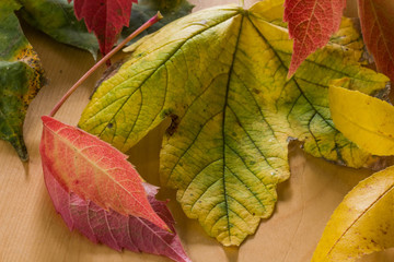 Bunte Blätter, Hintergrund, Herbst