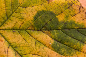 Herbstliches Ahornblatt, nah