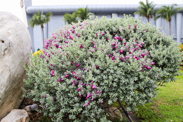 Fototapeta na wymiar Purple lilac flowers background
