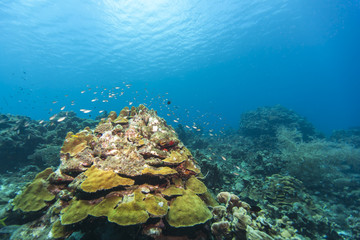 Fototapeta na wymiar Riff + Koralle + Schwamm - Karibik