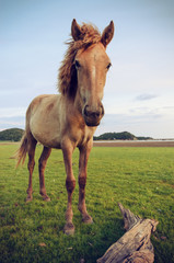 Obraz premium Horse on the field grass with mountain background vintage tone