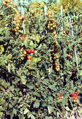 Fototapeta premium Tomato plant with ripe fruits in hte vegetable garden