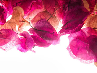 pink blossoms , abstract floralbackground