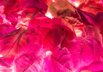 pink blossoms , abstract floralbackground