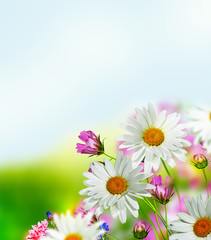Cosmos flowers and cornflowers on a background of blue sky with