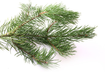 branches of fir tree isolated on white background christmas new year winter