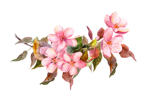 Blossom branch with pink flowers. Watercolor