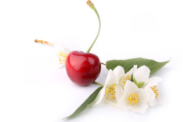 cherry and jasmine flowers isolated on white background