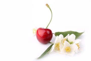 cherry and jasmine flowers isolated on white background