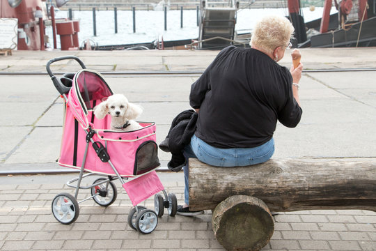 Wei&szlig;er Pudel im rosa Hunde Buggy