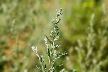 wormwood steppe grass in the summer