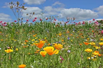 Blühende Saatblumenmischung am Feldrand 
