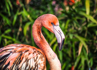 Portrait of a young flamingo