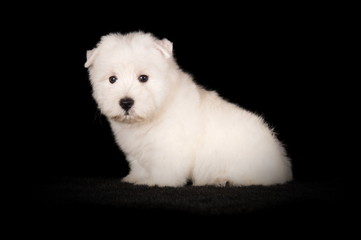 West Highland White Terrier en studio