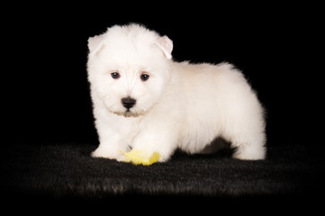West Highland White Terrier en studio