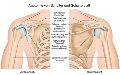 Anatomie von Schulter und Schulterblatt