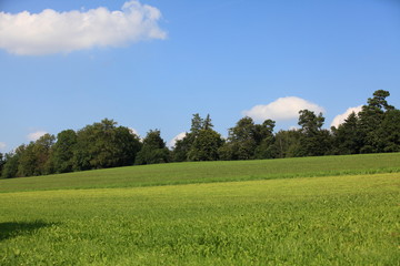Grasfeld