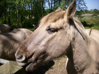 Obraz premium Konic pony by fence