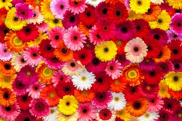 Crédence en verre imprimé Gerbera Fond de fleurs de gerbera colorées