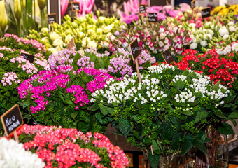 Fototapeta na wymiar Street flower market