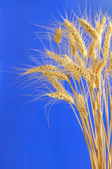 Fototapeta premium Spikelets and grains of wheat