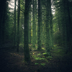 Fototapeta na wymiar forêt verdoyante