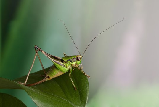 Cavalletta verde posata su foglia verde