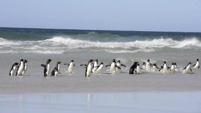 Rockhopper penguin