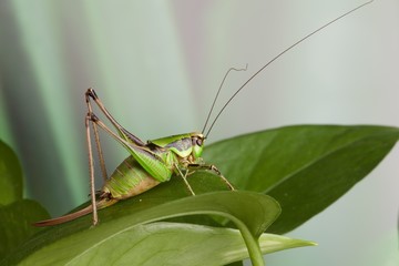 Cavalletta verde posata su foglia verde