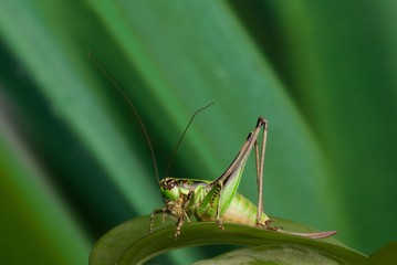 Cavalletta verde posata su foglia verde