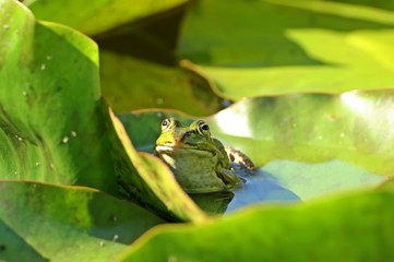Teichfrosch (Pelophylax esculentus) auf Seerosenblättern 
