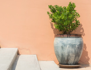 tree in pot