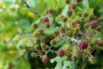 Green blackberries on a branch.