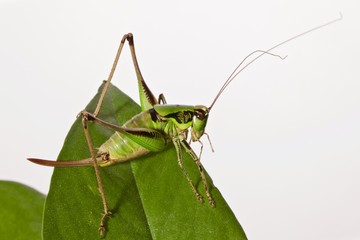 Cavalletta verde posata su foglia verde