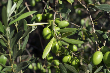 Olives de Provence