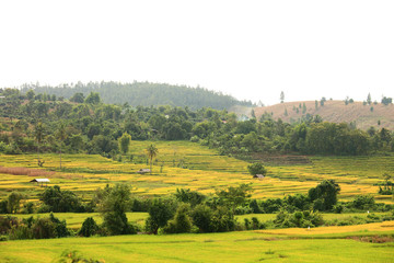 Fototapeta na wymiar Hut and rice fields in Chaingmai