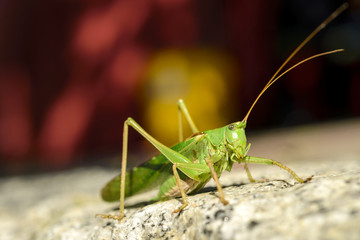 Grashüpfer 