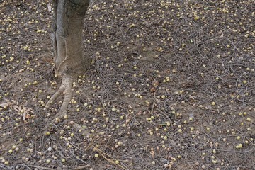 star gooseberry