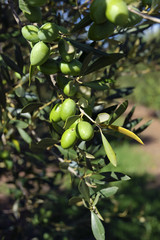 Olives de Provence