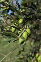 Olives de Provence