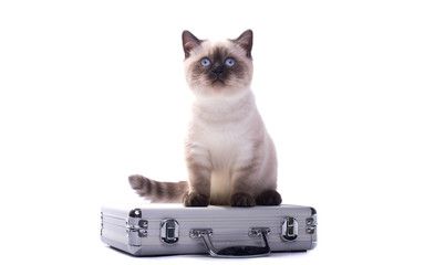Beautiful stylish purebred british cat. Animal portrait. Purebred cat is lying. White background....