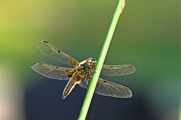 Männliche Vierfleck-Libelle (Libellula quadrimaculata) 
