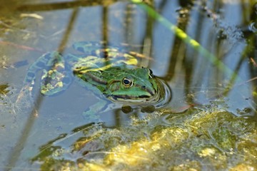 Schwimmender Teichfrosch zwischen Binsen 
